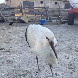 tufaner ailesi yarali leylege sahip cikti YvjaAPzv