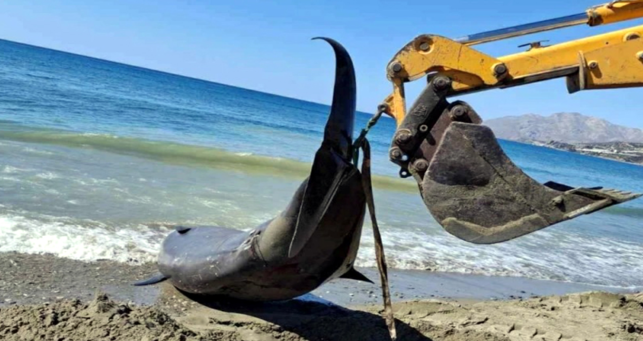 akdenizde dev balinalar turistik adanin kiyilarina vurdu bW76iMmB