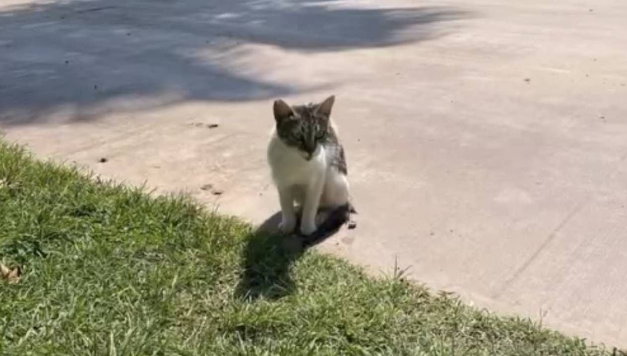 denize dusen kedi kurtarildi PExqjFAx