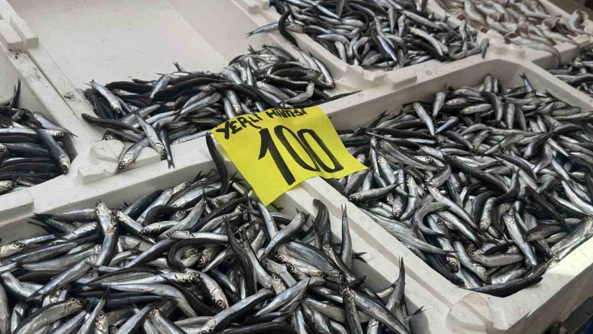 tezgahlarda hamsi bollugu YMX2lgwH