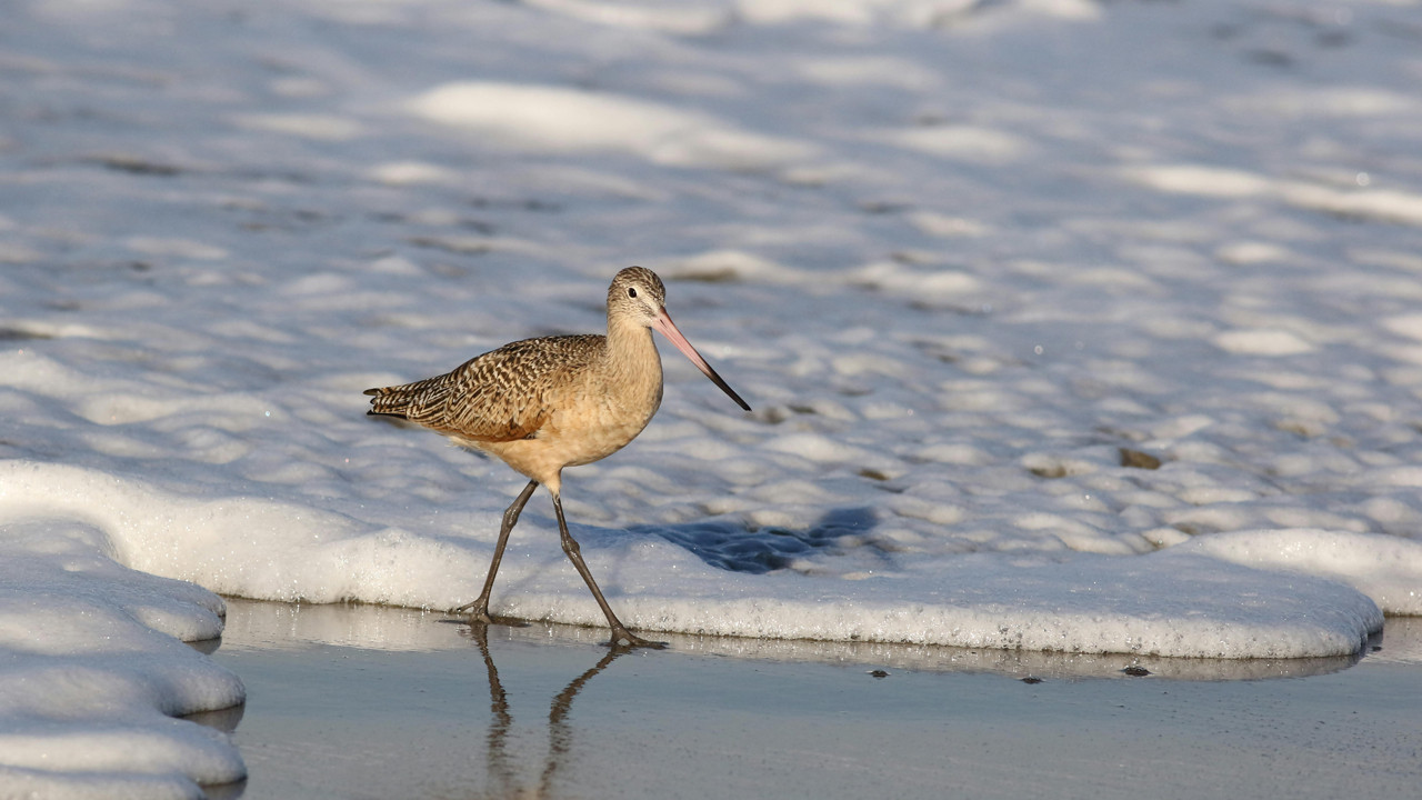 11000 kilometrelik yolculugun urpertici bedeli kendi organlarini yiyorlar deJ8PN2x.jpg
