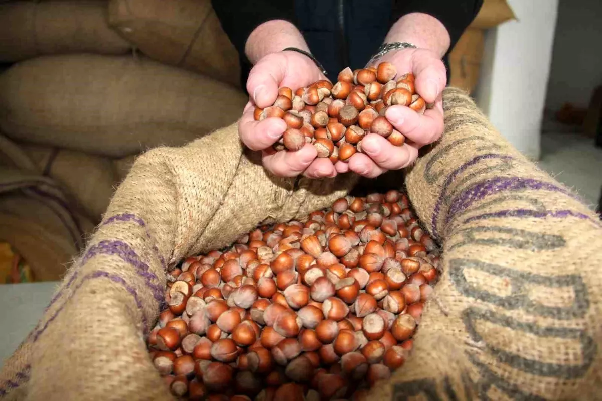 giresunda findik fiyatlari haftayi 315 liradan kapadi SG2YJdWh