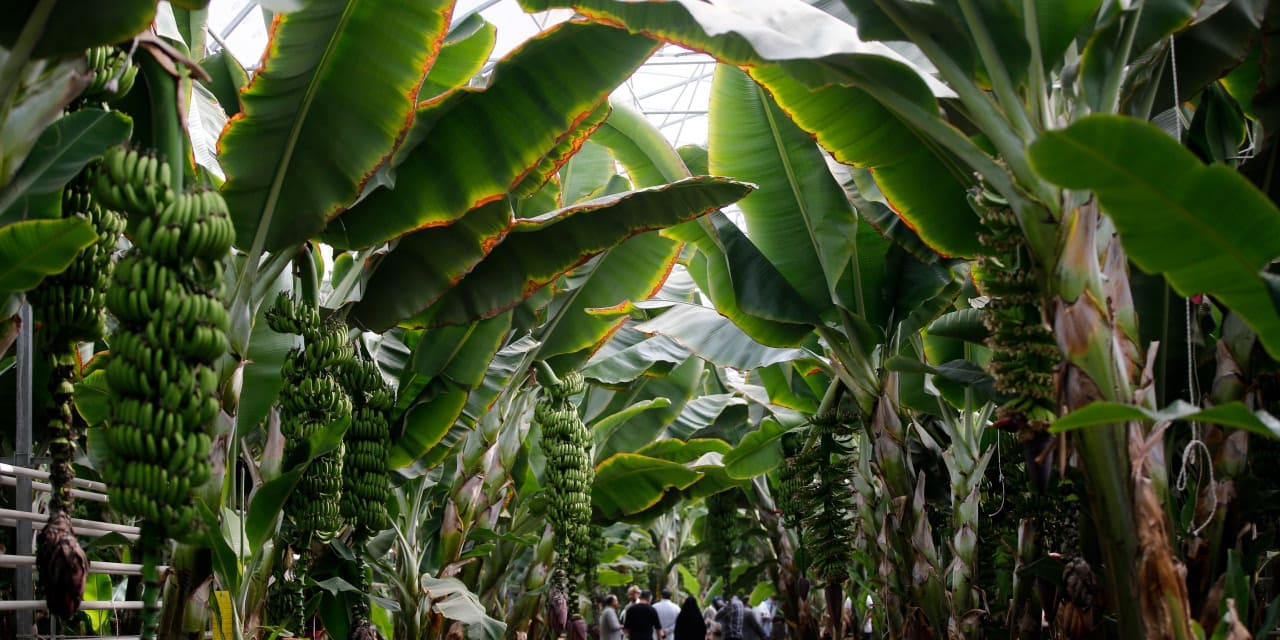 iranda tropikal meyve yetistiriliyor AaI8sVaS