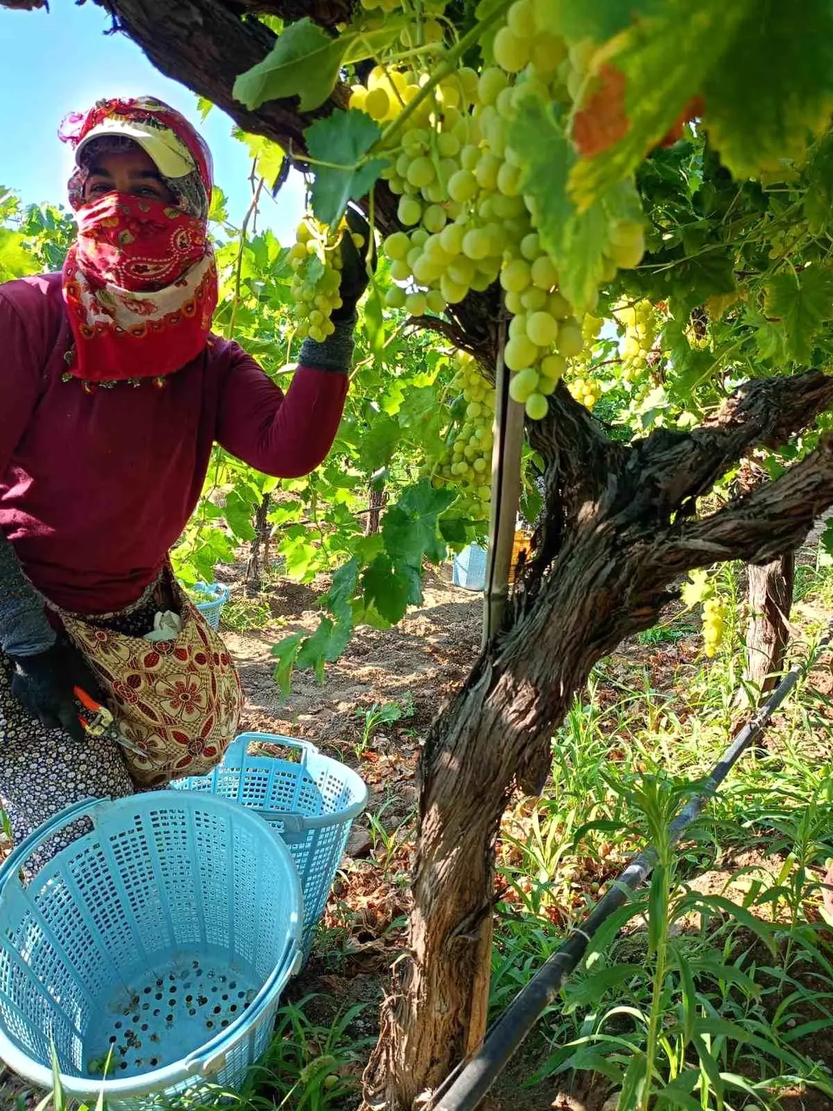 sarigolde uzum hasadi yogun devam ediyor c76VcO5M