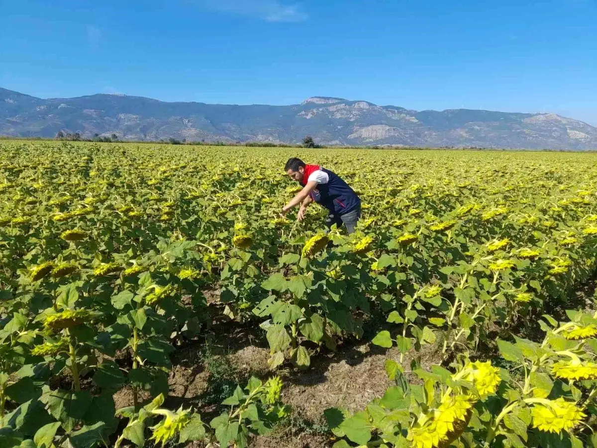 soke tarim mudurlugu 2025 desteklemeleri icin pamuk ve aycicegi saha calismalari yuruttu byuyQ6U1.jpg