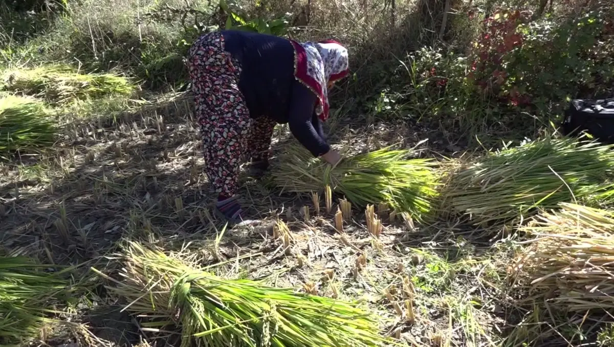 yusufelinde geleneksel celtik hasadi 379zXqJc.jpg