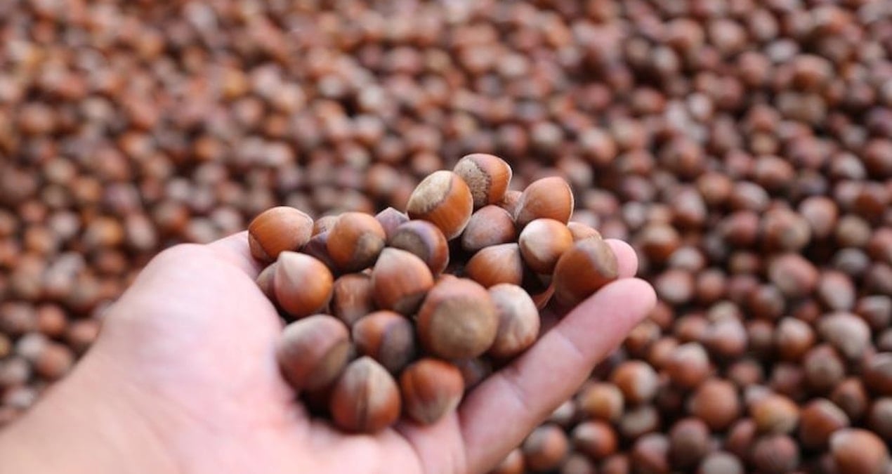 turkiye findik ihracatindan 10 ayda 18 milyar dolarlik gelir scJONGYt.jpg