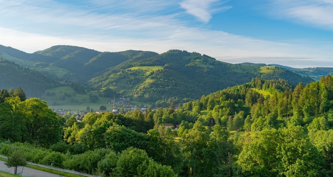 Mobilya devi iki ülkeden şehir büyüklüğünde orman satın aldı
